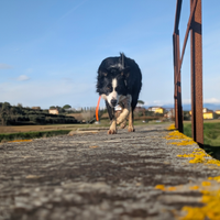 Border collie per monte