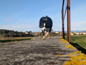 Border collie per monte