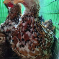 Cocincine millefiori