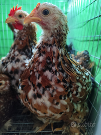 Cocincine millefiori