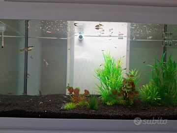 Pesci tropicali per acquario