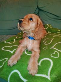 Cucciolo maschio di Cocker Spaniel inglese