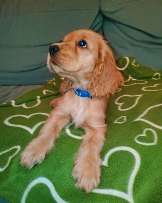 Cucciolo maschio di Cocker Spaniel inglese