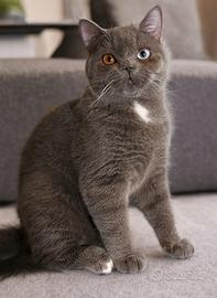 Scottish Straight impari