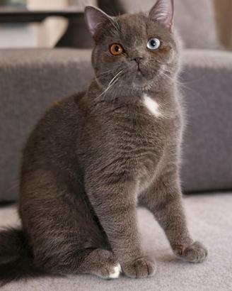 Scottish Straight impari