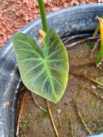 Piantine colocasia 