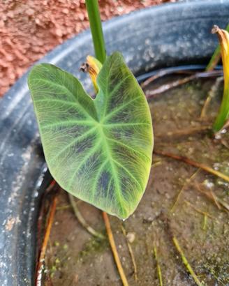 Piantine colocasia 