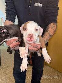 American Pitbull terrier