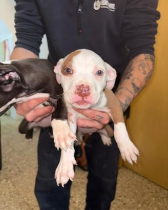 American Pitbull terrier