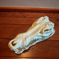 Riproduzione teschio coccodrillo in resina