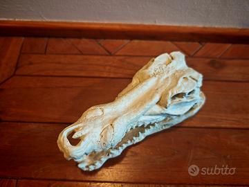 Riproduzione teschio coccodrillo in resina
