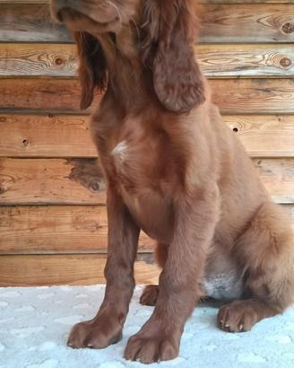 Vendita splendidi Setter irlandesi