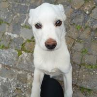 Cagnolina in strada aspetta una famiglia