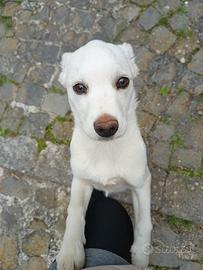 Cagnolina in strada aspetta una famiglia