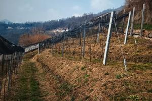 Terreno agricolo con bosco e baito