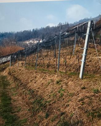 Terreno agricolo con bosco e baito