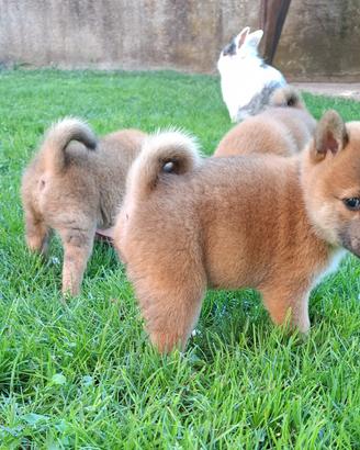 Cuccioli Shiba Inu