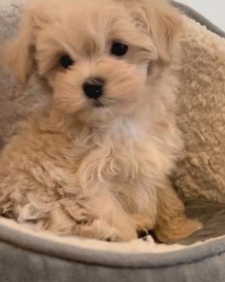 Maltipoo femmina disponibile taglia Toy