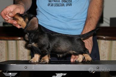 Cucciolo bassotto a pelo duro
