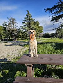Cuccioli Golden retriver