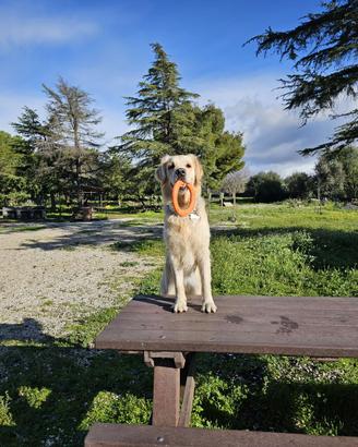Cuccioli Golden retriver