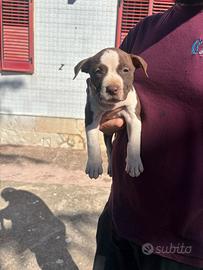 Cuccioli pitbull