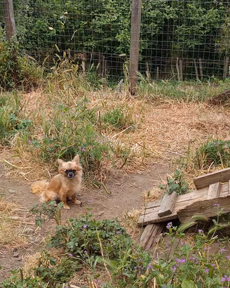 Chihuahua adulta con pedigree