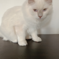 Ragdoll con pedigree