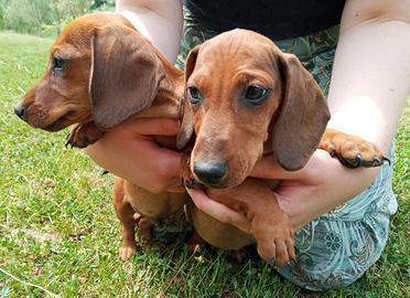 Bassotti cuccioli