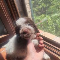 Cuccioli Lagotto Romagnolo