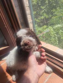 Cuccioli Lagotto Romagnolo