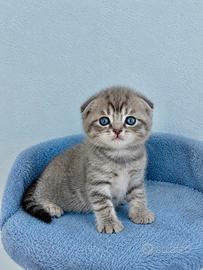 Gattini scottish fold