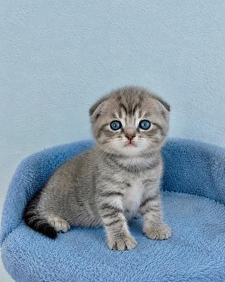 Gattini scottish fold