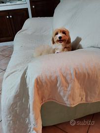 Maltese maltipoo maschietto