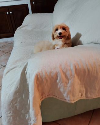 Maltese maltipoo maschietto