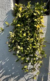 Hoya Carnosa Krimson Queen,