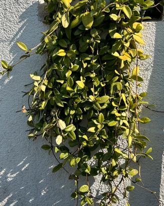 Hoya Carnosa Krimson Queen,