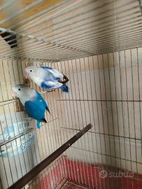 Disponibili inseparabili di Fischer
