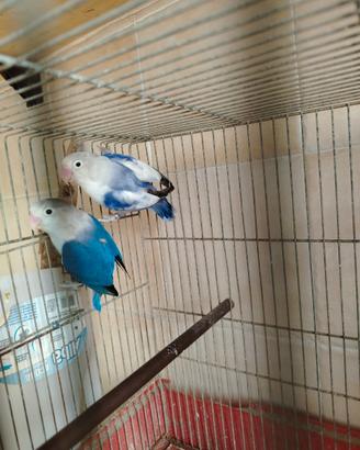 Disponibili inseparabili di Fischer
