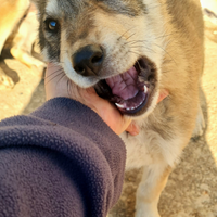 Cucciola cane lupo cecoslovacco