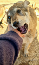 Cucciola cane lupo cecoslovacco