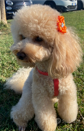 Barboncino fulvo o Red per accoppiamento