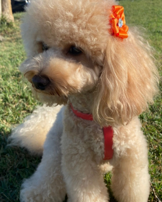 Barboncino fulvo o Red per accoppiamento