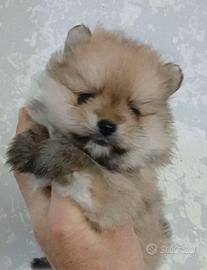 Spitz volpino nano