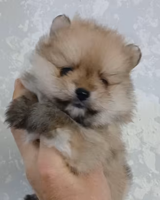 Spitz volpino nano
