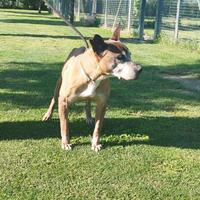 Helga mix pitbull in adozione