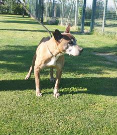 Helga mix pitbull in adozione