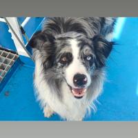Border Collie per monta
