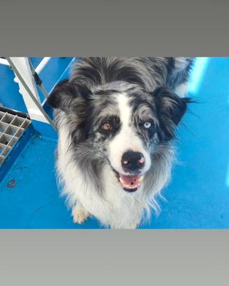 Border Collie per monta