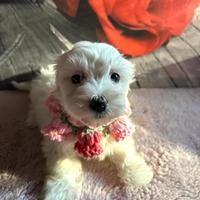 Cuccioli di maltese